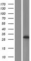 PRG3 Protein - Western validation with an anti-DDK antibody * L: Control HEK293 lysate R: Over-expression lysate