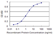 PRGP2 / PRRG2 Antibody - Detection limit for recombinant GST tagged PRRG2 is 0.03 ng/ml as a capture antibody.