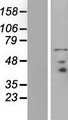 PRICKLE3 / LMO6 Protein - Western validation with an anti-DDK antibody * L: Control HEK293 lysate R: Over-expression lysate