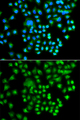 PRKACG Antibody - Immunofluorescence analysis of A549 cells.
