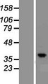 PRKACG Protein - Western validation with an anti-DDK antibody * L: Control HEK293 lysate R: Over-expression lysate