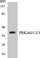 PRKAG1+2+3 Antibody - Western blot analysis of the lysates from 293 cells using PRKAG1/2/3 antibody.