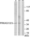 PRKAG1+2+3 Antibody - Western blot analysis of lysates from 293 and Jurkat cells, using PRKAG1/2/3 Antibody. The lane on the right is blocked with the synthesized peptide.