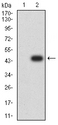 PRKAG3 / AMPK Gamma 3 Antibody - Western blot analysis using PRKAG3 mAb against HEK293 (1) and PRKAG3 (AA: 9-151)-hIgGFc transfected HEK293 (2) cell lysate.