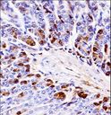 PRKCB / PKC-Beta Antibody - Mouse Prkcb Antibody immunohistochemistry of formalin-fixed and paraffin-embedded mouse stomach tissue followed by peroxidase-conjugated secondary antibody and DAB staining.