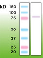 PRKCG / PKC-Gamma Antibody - Western blot of PKC-gamma in mouse brain crude lysate (50 ug of protein loaded).