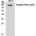 PRKD2 / PKD2 Antibody - Western blot of Phospho-PKD2 (S876) antibody