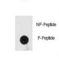 PRKRA / PACT Antibody - Dot blot of anti-Phospho-PRKRA-pS246 Antibody on nitrocellulose membrane. 50ng of Phospho-peptide or Non Phospho-peptide per dot were adsorbed. Antibody working concentrations are 0.5ug per ml.