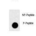 PRL / Prolactin Antibody - Dot blot of anti-Phospho-PRL-pS163 Antibody on nitrocellulose membrane. 50ng of Phospho-peptide or Non Phospho-peptide per dot were adsorbed. Antibody working concentrations are 0.5ug per ml.