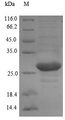 petE Protein - (Tris-Glycine gel) Discontinuous SDS-PAGE (reduced) with 5% enrichment gel and 15% separation gel.