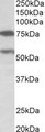 PRODH Antibody - PRODH antibody (0.3 ug/ml) staining of Human Cerebellum lysate (35 ug protein in RIPA buffer). Primary incubation was 1 hour. Detected by chemiluminescence.