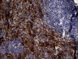 PRODH Antibody - Immunohistochemical staining of paraffin-embedded Human spleen tissue within the normal limits using anti-PRODH mouse monoclonal antibody. (Heat-induced epitope retrieval by 1mM EDTA in 10mM Tris buffer. (pH8.5) at 120 oC for 3 min. (1:500)