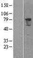 PRODH2 / HSPOX1 Protein - Western validation with an anti-DDK antibody * L: Control HEK293 lysate R: Over-expression lysate