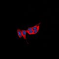 PROKR1 Antibody - Immunofluorescent analysis of GPR73a staining in Jurkat cells. Formalin-fixed cells were permeabilized with 0.1% Triton X-100 in TBS for 5-10 minutes and blocked with 3% BSA-PBS for 30 minutes at room temperature. Cells were probed with the primary antibody in 3% BSA-PBS and incubated overnight at 4 deg C in a humidified chamber. Cells were washed with PBST and incubated with a DyLight 594-conjugated secondary antibody (red) in PBS at room temperature in the dark. DAPI was used to stain the cell nuclei (blue).