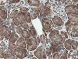 PROSC Antibody - IHC of paraffin-embedded Human pancreas tissue using anti-PROSC mouse monoclonal antibody. (Heat-induced epitope retrieval by 10mM citric buffer, pH6.0, 100C for 10min).