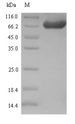 zapA Protein - (Tris-Glycine gel) Discontinuous SDS-PAGE (reduced) with 5% enrichment gel and 15% separation gel.