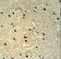 PROX1 Antibody - PROX-1-S514 Antibody IHC of formalin-fixed and paraffin-embedded human brain tissue followed by peroxidase-conjugated secondary antibody and DAB staining.