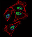 PROX1 Antibody - Fluorescent confocal image of A2058 cell stained with PROX1 Antibody. A2058 cells were fixed with 4% PFA (20 min), permeabilized with Triton X-100 (0.1%, 10 min), then incubated with PROX1 primary antibody (1:25, 1 h at 37°C). For secondary antibody, Alexa Fluor 488 conjugated donkey anti-rabbit antibody (green) was used (1:400, 50 min at 37°C). Cytoplasmic actin was counterstained with Alexa Fluor 555 (red) conjugated Phalloidin (7units/ml, 1 h at 37°C). Nuclei were counterstained with DAPI (blue) (10 ug/ml, 10 min). PROX1 immunoreactivity is localized to Nucleus significantly.