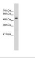 PRPF19 / PRP19 Antibody - HepG2 Cell Lysate.  This image was taken for the unconjugated form of this product. Other forms have not been tested.
