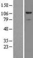 PRPF6 / TOM Protein - Western validation with an anti-DDK antibody * L: Control HEK293 lysate R: Over-expression lysate