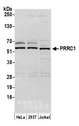 PRRC1 Antibody - Detection of human PRRC1 by western blot. Samples: Whole cell lysate (15 µg) from HeLa, HEK293T, and Jurkat cells prepared using NETN lysis buffer. Antibody: Affinity purified rabbit anti-PRRC1 antibody used for WB at 1:1000. Detection: Chemiluminescence with an exposure time of 10 seconds.
