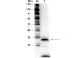 PRSS1 / Trypsin Antibody - Western Blot of Rabbit anti-Trypsin Antibody Biotin Conjugated. Lane 1: Trypsin. Load: 50 ng per lane. Primary antibody: Rabbit anti-Trypsin Antibody Biotin Conjugated at 1:1,000 overnight at 4°C. Secondary antibody: HRP streptavidin secondary antibody at 1:40,000 for 30 min at RT.