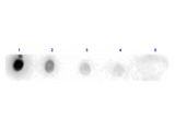 PRSS1 / Trypsin Antibody - Dot Blot results of rabbit Anti-Trypsin Peroxidase Conjugated. Antigen: Trypsin. Blot loaded at 3 fold dilution: 1. 100ng, 2. 33.3ng, 3. 11.1ng, 4. 3.70ng, 5. 1.23ng. Blocking: MB-070 Buffer for 30 minutes at RT. Primary Antibody: Rabbit Anti-Trypsin HRP 10µg/mL for 1hr at RT. Secondary Antibody: none. Imaging System ChemiDoc, Filter used: Chemi.