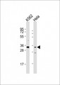 PRSS21 / Testisin Antibody - All lanes: Anti-PRSS21 Antibody (N-Term) at 1:1000-1:2000 dilution. Lane 1: K562 whole cell lysates. Lane 2: HeLa whole cell lysates Lysates/proteins at 20 ug per lane. Secondary Goat Anti-Rabbit IgG, (H+L), Peroxidase conjugated at 1:10000 dilution. Predicted band size: 35 kDa. Blocking/Dilution buffer: 5% NFDM/TBST.
