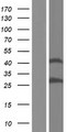 PRSS37 Protein - Western validation with an anti-DDK antibody * L: Control HEK293 lysate R: Over-expression lysate