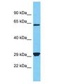 PRSS53 Antibody - PRSS53 antibody Western Blot of HeLa. Antibody dilution: 1 ug/ml.  This image was taken for the unconjugated form of this product. Other forms have not been tested.
