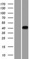 PRSS54 / KLKBL4 Protein - Western validation with an anti-DDK antibody * L: Control HEK293 lysate R: Over-expression lysate