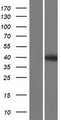PRSS55 Protein - Western validation with an anti-DDK antibody * L: Control HEK293 lysate R: Over-expression lysate