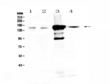 PRX / Periaxin Antibody - Western blot - Anti-PRX Picoband antibody