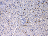 PSAT1 Antibody - IHC testing of FFPE rat liver with PSAT1 antibody at 1ug/ml. HIER: steam section in pH6 citrate buffer for 20 min.