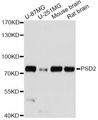 PSD2 Antibody - Western blot analysis of extracts of various cell lines, using PSD2 antibody at 1:1000 dilution. The secondary antibody used was an HRP Goat Anti-Rabbit IgG (H+L) at 1:10000 dilution. Lysates were loaded 25ug per lane and 3% nonfat dry milk in TBST was used for blocking. An ECL Kit was used for detection and the exposure time was 5s.