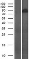 PSD2 Protein - Western validation with an anti-DDK antibody * L: Control HEK293 lysate R: Over-expression lysate