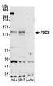 PSD3 Antibody - Detection of human PSD3 by western blot. Samples: Whole cell lysate (50 µg) from HeLa, HEK293T, and Jurkat cells prepared using NETN lysis buffer. Antibody: Affinity purified rabbit anti-PSD3 antibody used for WB at 1:1000. Detection: Chemiluminescence with an exposure time of 3 minutes.