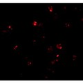 PSENEN / PEN-2 Antibody - Immunofluorescence of PEN2 in K562 cells with PEN2 antibody at 20 µg/mL.