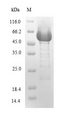 plcH Protein - (Tris-Glycine gel) Discontinuous SDS-PAGE (reduced) with 5% enrichment gel and 15% separation gel.