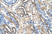 PSG1 / CD66f Antibody - PSG1 antibody ARP42325_T100-NP_008836-PSG1(pregnancy specific beta-1-glycoprotein 1) Antibody IHC of formalin-fixed, paraffin-embedded human Kidney. Positive label: Epithelial cells of renal tubule indicated with arrows. Antibody concentration 4-8 ug/ml. Magnification 400X.  This image was taken for the unconjugated form of this product. Other forms have not been tested.
