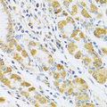 PSG1 / CD66f Antibody - Immunohistochemistry of paraffin-embedded human stomach tissue.