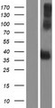 PSG4 Protein - Western validation with an anti-DDK antibody * L: Control HEK293 lysate R: Over-expression lysate