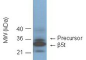 PSMB11 / BETA5T Antibody - Western blot showing detection of 20S proteasome subunit beta 5t in C57/BL6 mouse thymus lysate by BML-PW1020 at 1:1000 dilution.