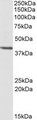 PSMB7 Antibody - PSMB7 antibody (0.3 ug/ml) staining of HEK293 lysate (35 ug protein/ml in RIPA buffer). Primary incubation was 1 hour. Detected by chemiluminescence.