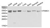 PSMC1 Antibody - Western blot analysis of extracts of various cell lines, using PSMC1 antibody. The secondary antibody used was an HRP Goat Anti-Rabbit IgG (H+L) at 1:10000 dilution. Lysates were loaded 25ug per lane and 3% nonfat dry milk in TBST was used for blocking.