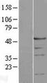 PSMC1 Protein - Western validation with an anti-DDK antibody * L: Control HEK293 lysate R: Over-expression lysate