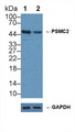 PSMC2 / RPT1 Antibody - Knockout Varification: Lane 1: Wild-type U2OS cell lysate; Lane 2: PSMC2 knockout U2OS cell lysate; Predicted MW: 49kd Observed MW: 49kd Primary Ab: 2µg/ml Rabbit Anti-Human PSMC2 Antibody Second Ab: 0.2µg/mL HRP-Linked Caprine Anti-Rabbit IgG Polyclonal Antibody