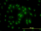 PSMC6 Antibody - Immunofluorescence of monoclonal antibody to PSMC6 on HeLa cell. [antibody concentration 10 ug/ml]