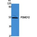 PSMD12 / Rpn5 Antibody - Western blot of PSMD12 antibody
