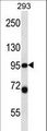 PSMD2 Antibody - PSMD2 Antibody western blot of 293 cell line lysates (35 ug/lane). The PSMD2 antibody detected the PSMD2 protein (arrow).